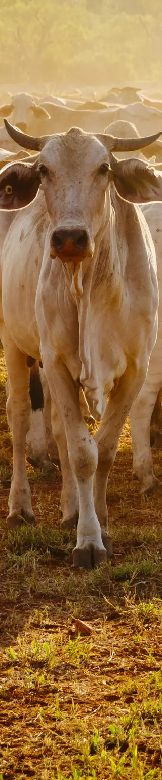 Übernachte auf einer Rinderfarm